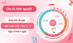 Dấu hiệu rụng trứng và chu kỳ kinh nguyệt