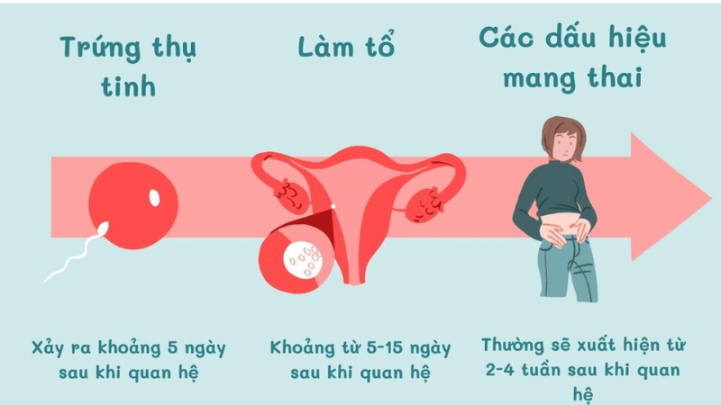 dấu hiệu rụng trứng và có thai