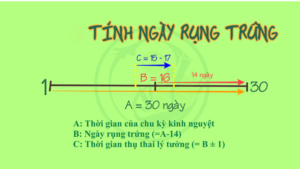 tính ngày rụng trứng