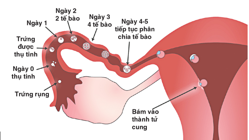 biểu hiện rụng trứng