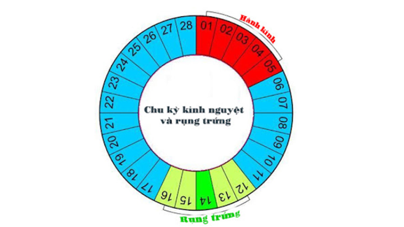 thời gian rụng trứng