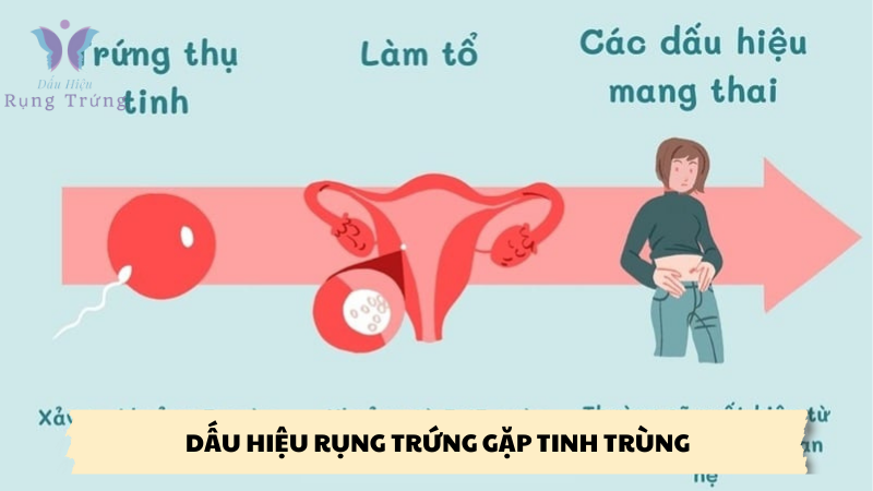 dấu hiệu rụng trứng gặp tinh trùng