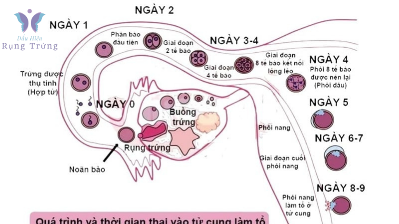 dấu hiệu rụng trứng gặp tinh trùng