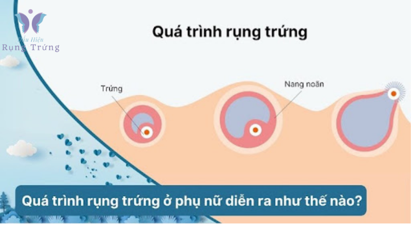 dấu hiệu rụng trứng gặp tinh trùng