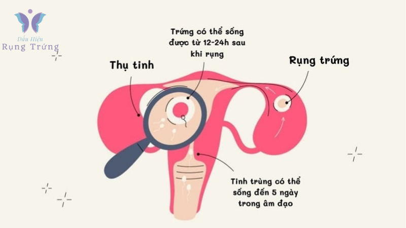 dấu hiệu rụng trứng gặp tinh trùng