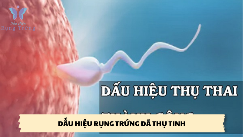 dấu hiệu rụng trứng đã thụ tinh