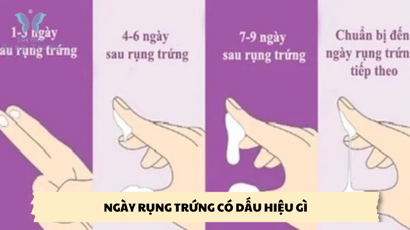 ngày rụng trứng có dấu hiệu gì