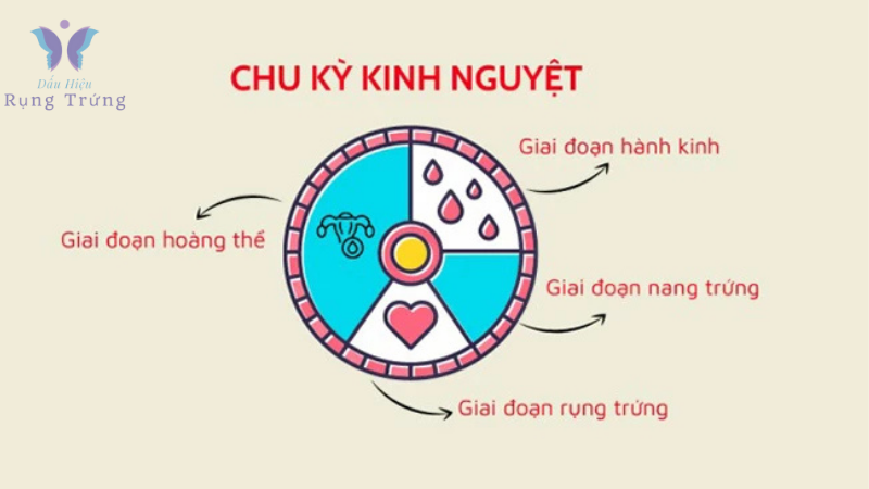 ngày rụng trứng có dấu hiệu gì